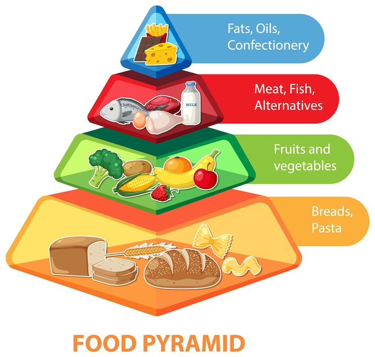 Vector infografía de pirámide alimenticia de dibujos animados con diagrama de nutrición