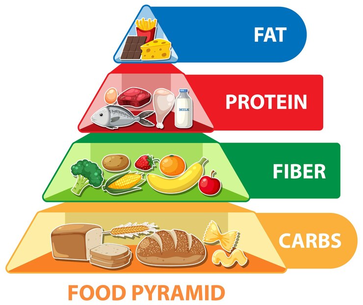 Vector infografía de la pirámide alimenticia de dibujos animados una guía visual para la nutrición