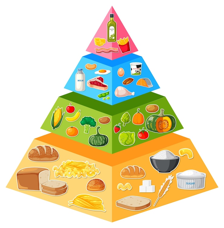 Vector infografía de la pirámide alimenticia de dibujos animados: una guía visual