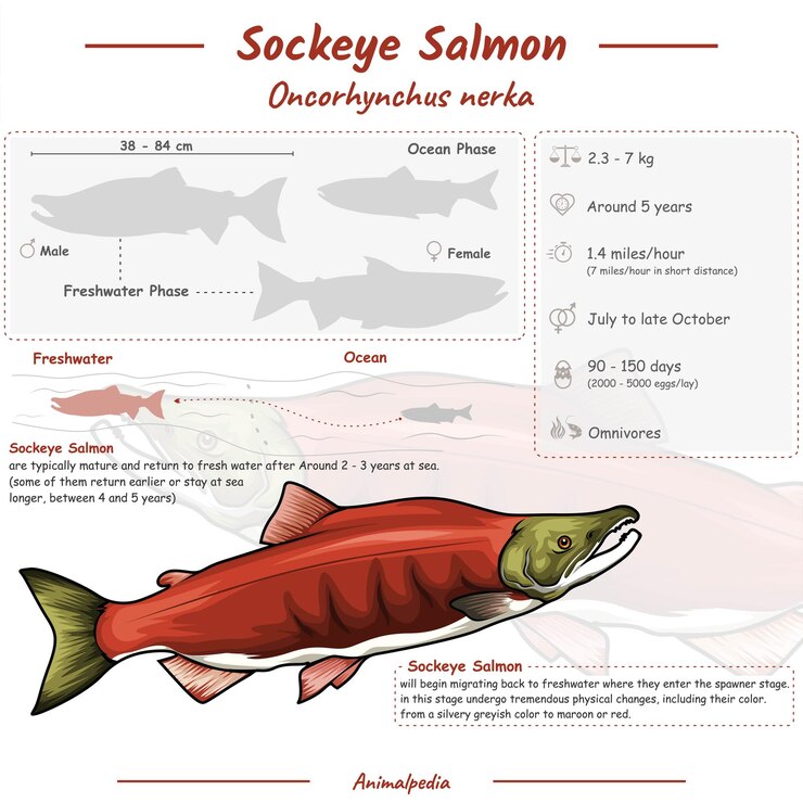 Vector infografía de salmón rojo