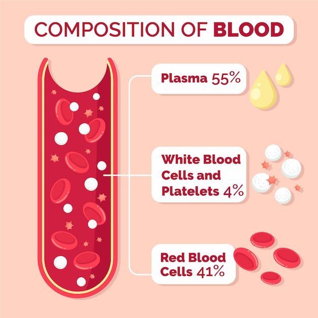 Vector infografía de sangre dibujada a mano