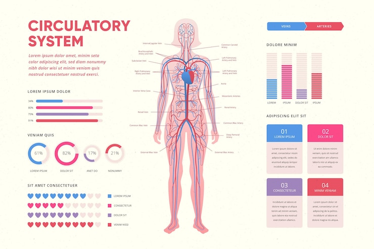 Vector infografía del sistema circulatorio degradado