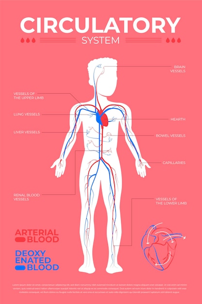 Vector infografía del sistema circulatorio en diseño plano.