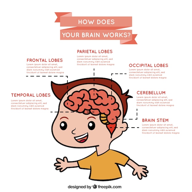 Infografía sobre el funcionamiento del cerebro