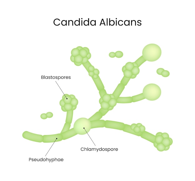 Infografía del vector de la estructura de Candida albicans