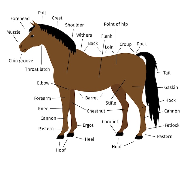 Infografía de vector de partes del cuerpo de caballo en estilo plano