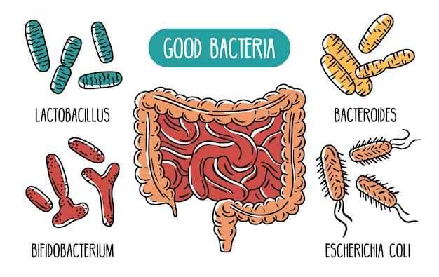 Infografía vectorial de las buenas bacterias intestinales humanas.