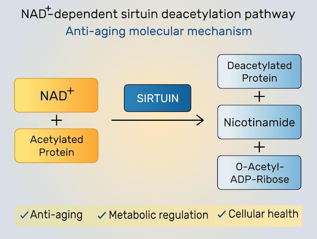 Infografía de la vía de desacetilización de la sirtuina dependiente de NAD Mecanismo molecular antienvejecimiento