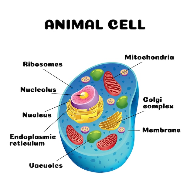 Infografías de anatomía celular animal con diagrama educativo detallado y elementos etiquetados ilustración vectorial realista