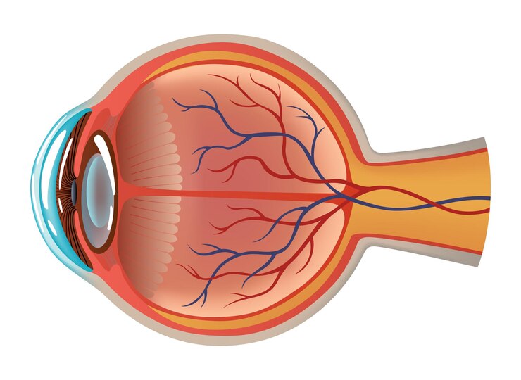 Vector infografías de anatomía del ojo humano con estructura interior ilustración de póster vectorial realista