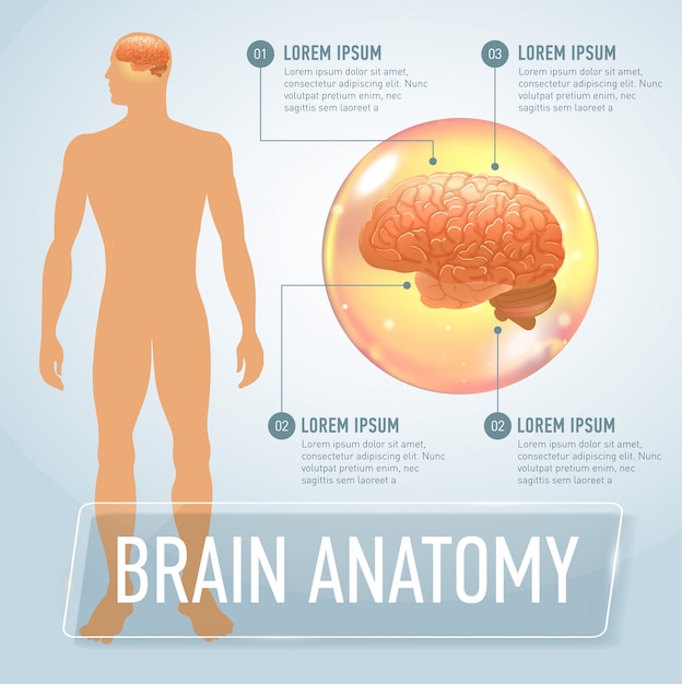 Infografías médicas del cerebro