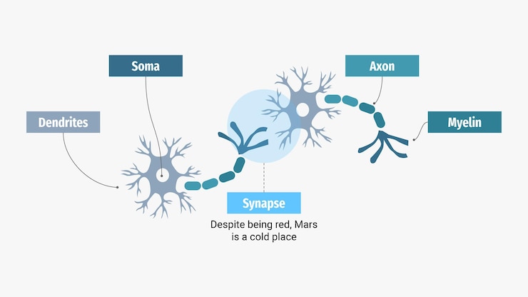 Vector infografías neuronales