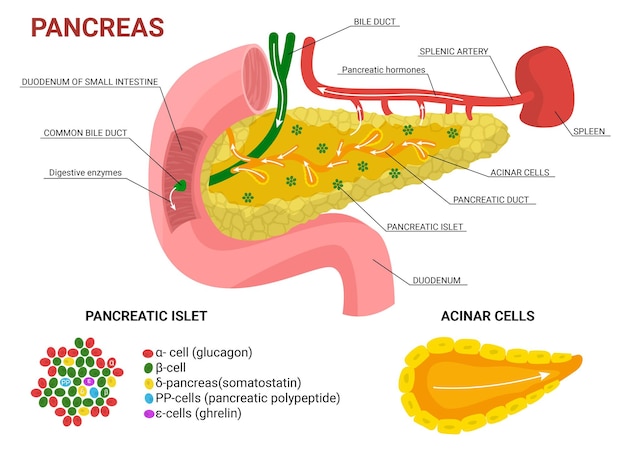 Infografías planas de páncreas con imágenes en color aisladas para el estudio de órganos con punteros de subtítulos de texto e ilustraciones vectoriales de células