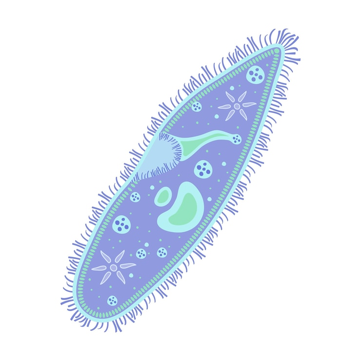 Vector infusoria aislado en blanco vector ilustración paramecium infografía ciliophora