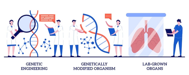 Ingeniería genética, organismo genéticamente modificado, concepto de órganos cultivados en laboratorio con personas diminutas. Conjunto de bioingeniería. Manipulación de ADN, células madre, metáfora del trasplante.