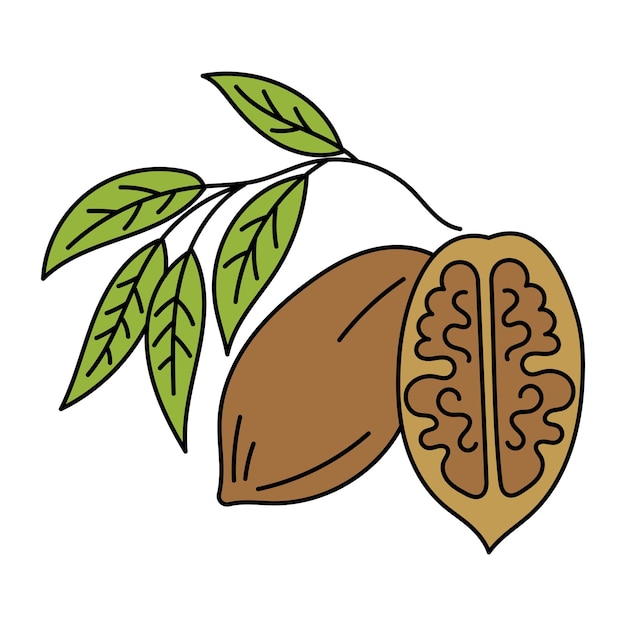 El ingrediente de cocina pecan ilustración vectorial