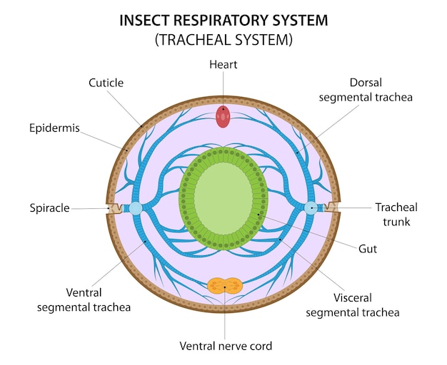 Insect_respiratory_system_2