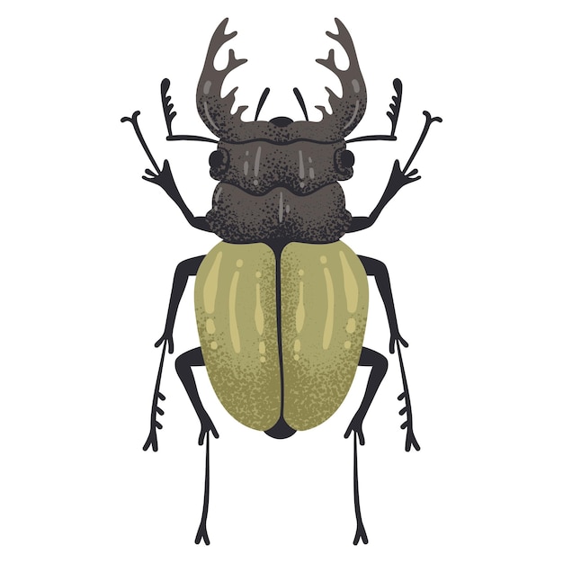 Insecto dibujado a mano escarabajo ciervo insecto volador insecto con cuernos coleopterista trofeo ilustración vectorial plana dibujado en blanco