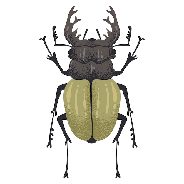 Vector insecto dibujado a mano escarabajo ciervo insecto volador insecto con cuernos coleopterista trofeo ilustración vectorial plana dibujado en blanco