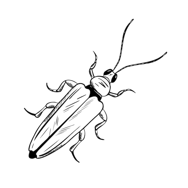Insecto en estilo de grabado escarabajo vector ilustración dibujada a mano insecto en monocromático blanco y negro