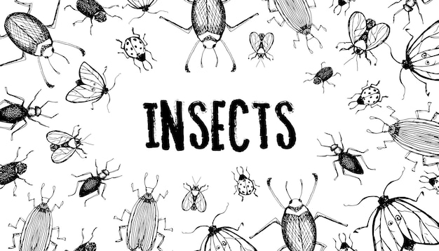 Insecto ilustración dibujo grabado tinta línea arte vector