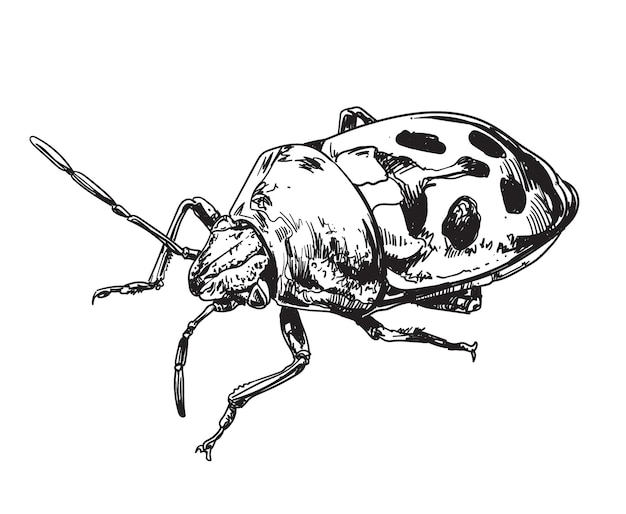 Vector insecto insecto dibujado a mano