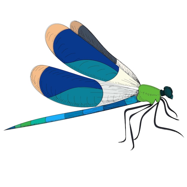 Insecto libélula aislado vectorial sobre un fondo blanco
