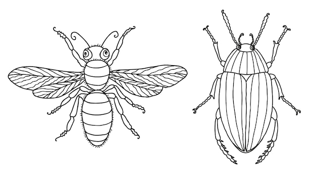 Insectos escarabajos y moscas con contornos decorativos de dibujos animados aislados de vectores en blanco