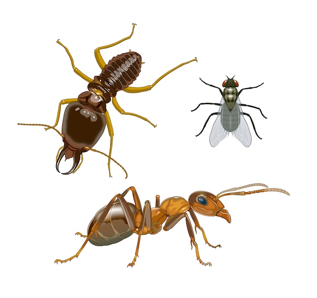 Insectos
