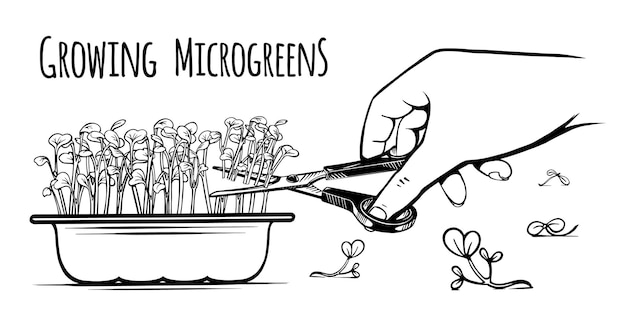 Vector instrucciones para sembrar microvegetales durante todo el año en casa cortando la cosecha de crecimientos verdes