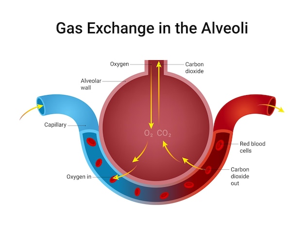 Intercambio de gases en la ilustración de los alveolos