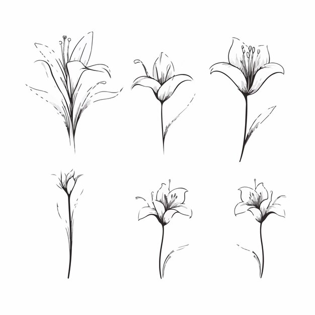 Interpretación artística de un lirio en un estilo de esquema.