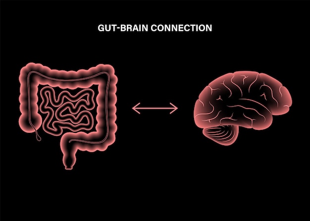 Intestino Cerebro 3D