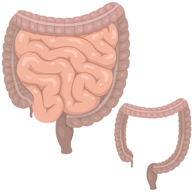 Vector intestino delgado e intestino grueso del sistema digestivo ilustración vectorial aislada en el fondo