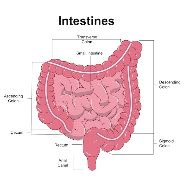 el intestino delgado y el intestino grueso