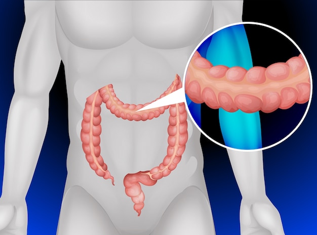 Vector intestino grueso en el cuerpo humano