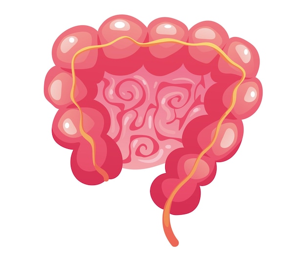 Intestino órgano interno colon aislado diseño elemento vector ilustración concepto