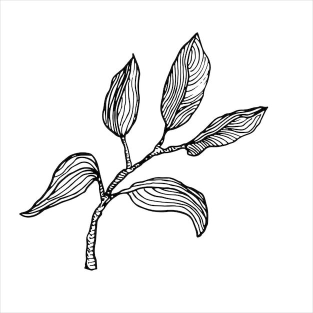 Intrincado boceto en blanco y negro de una rama natural con hojas ideal para interiores minimalistas o