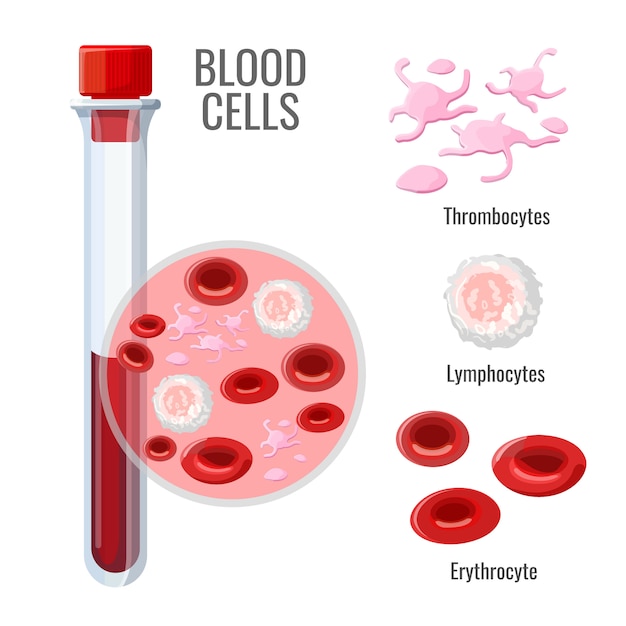 Investigación de células sanguíneas con frasco de vidrio. trombocitos, linfocitos y eritrocitos, ilustraciones de dibujos animados aislados.