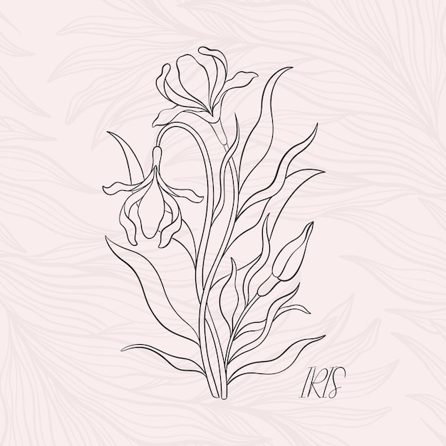 Vector iris floral en art nouveau 19201930 dibujado a mano en un estilo lineal con tejidos de líneas hojas y flores