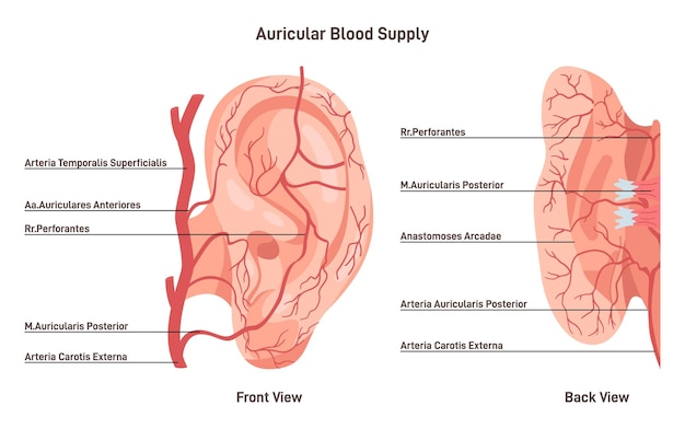 Irrigación auricular Vasos sanguíneos del oído externo Venas y arterias