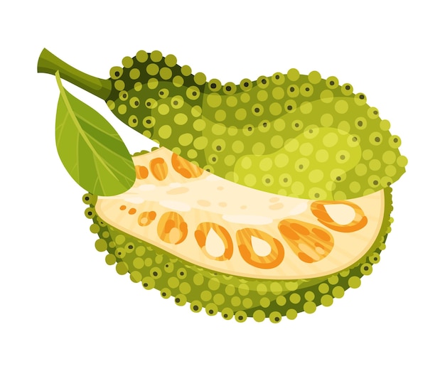 Jaca elíptica dividida en dos con capa de semilla verde e ilustración vectorial de núcleo fibroso