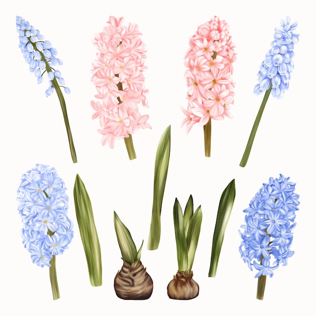 Vector jacintos de flores azules y rosas aislados en blanco