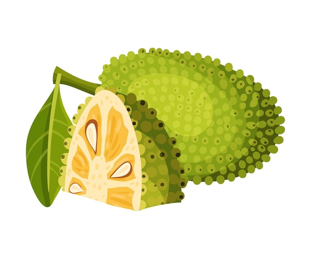 Jackfruit con capa de semilla verde y pedazo cortado que muestra la ilustración vectorial del núcleo fibroso