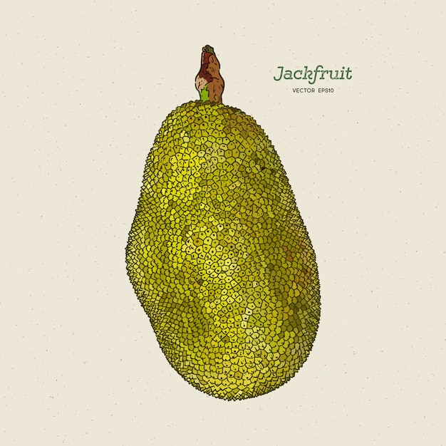 Vector el jackfruit, también conocido como jack tree, dibuja a mano boceto.