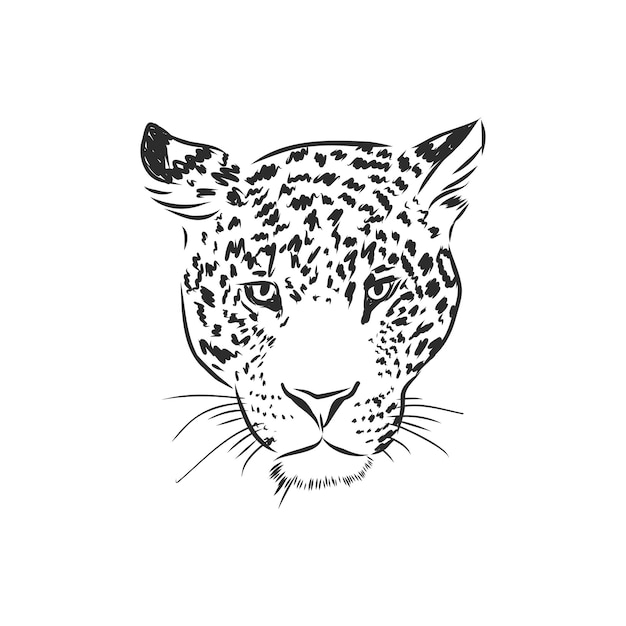 Jaguar. Ilustración de boceto dibujado a mano aislada sobre fondo blanco. Animal jaguar, ilustración de dibujo vectorial