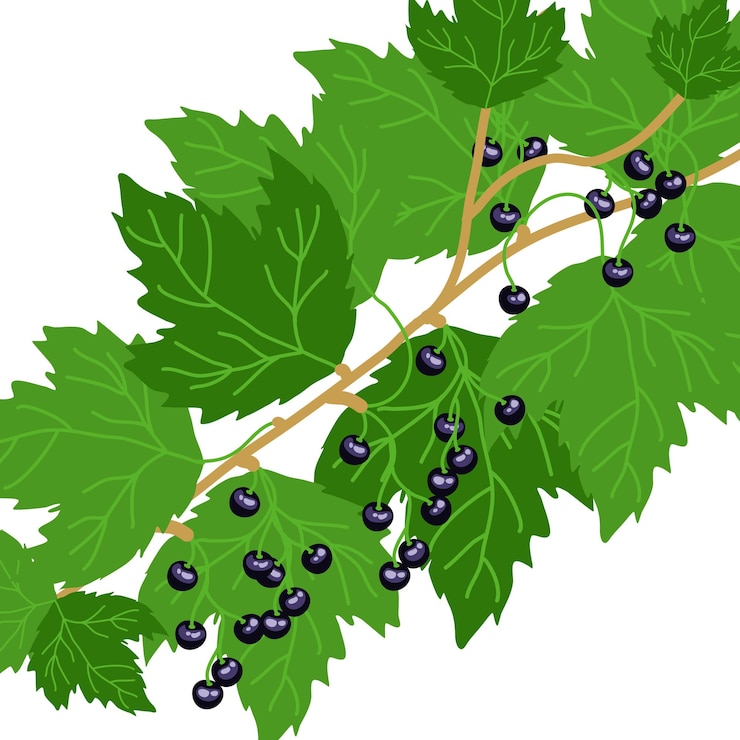 Vector jardín botánico deliciosas bayas maduras