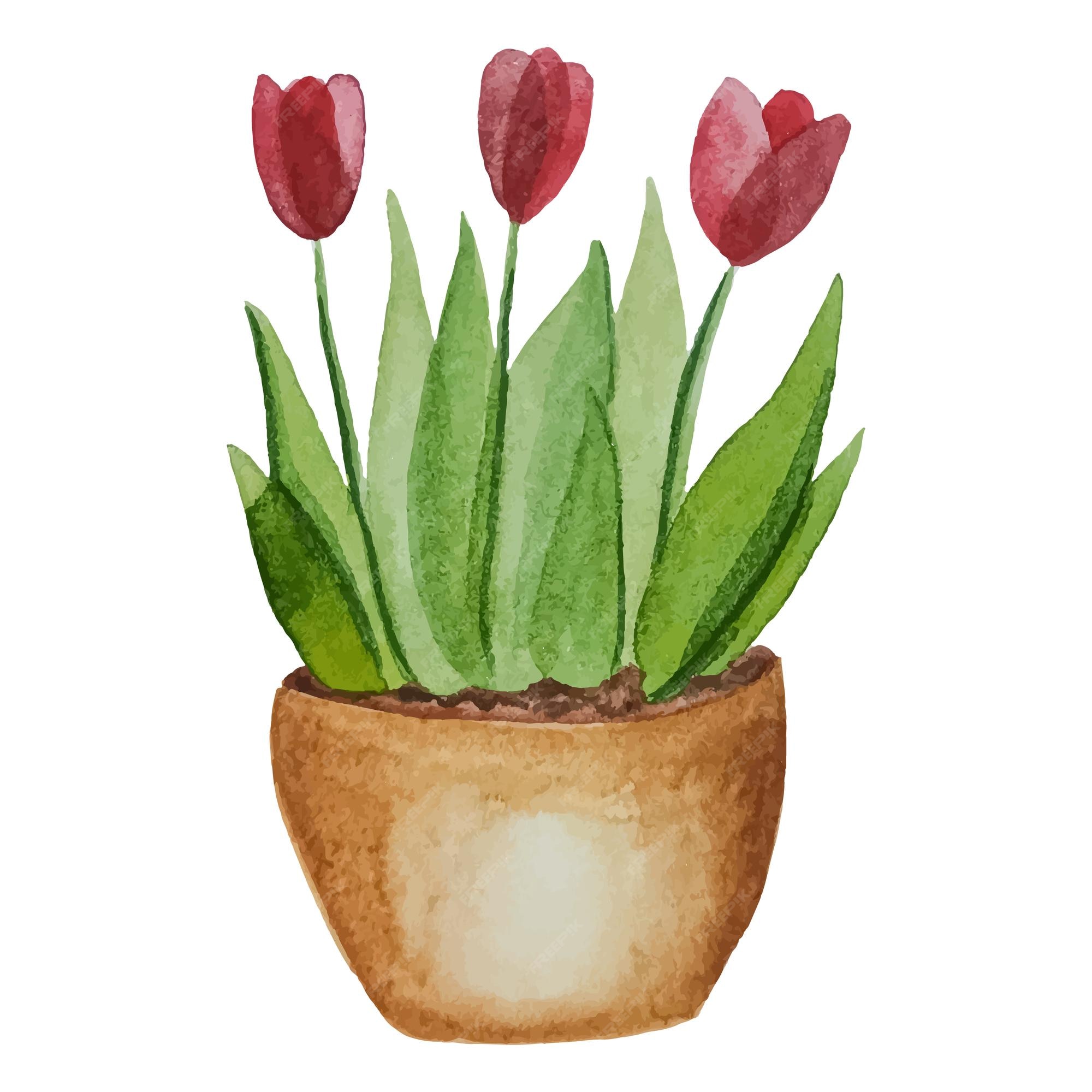 Jardineras con flores tulipanes rosas en una maceta ilustración acuarela |  Vector Premium