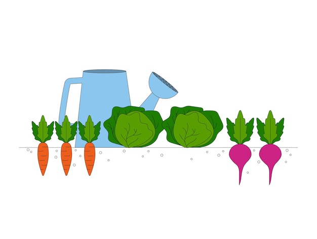 Vector jardinería cosecha de zanahorias repollo remolachas verduras cultivadas gráfico vectorial