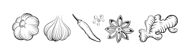 Jengibre ajo pimienta anís estrellado especias picantes. Ilustración vectorial.